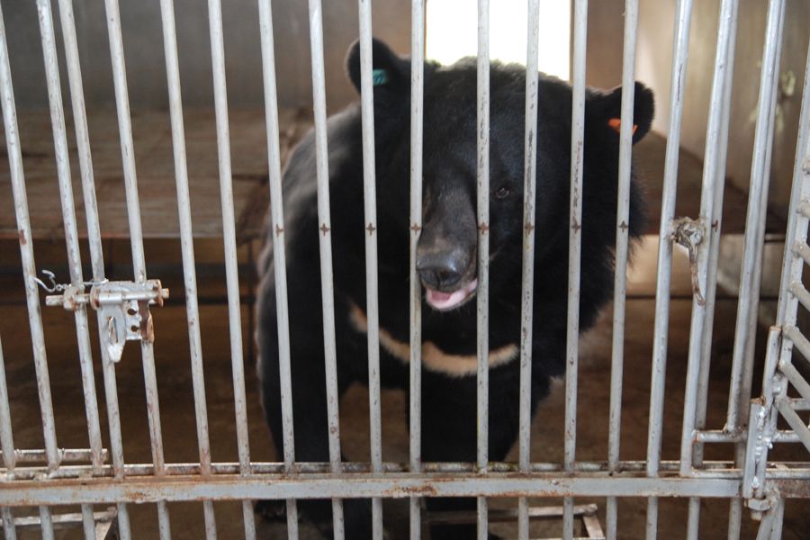 高清:归真堂开放养熊基地 记者现场实拍活熊取胆过程