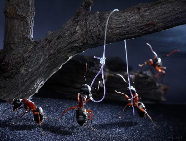 微观视角的觉醒，梦游蚁国，笔耕不辍的蚁人