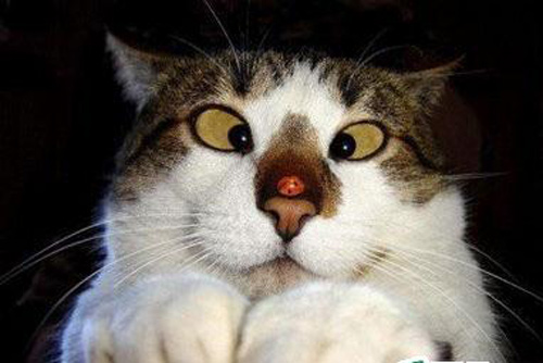 美国\ 对眼 猫\走红网络