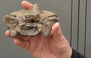 科学家复原超级史前巨蟒:15米长重1吨吞鳄鱼