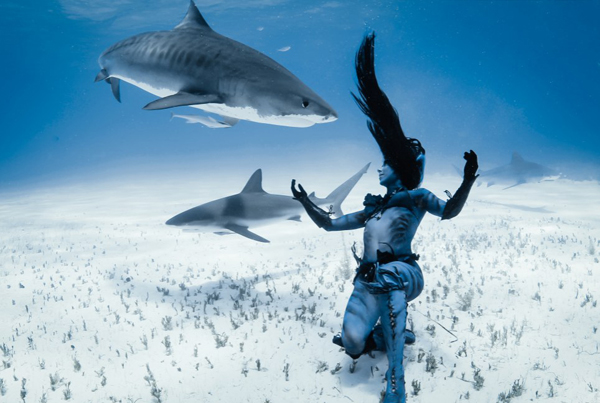 组图:美女穿比基尼与虎鲨群共舞 抗议诱杀鲨鱼获取鱼翅-新闻频道-和讯网