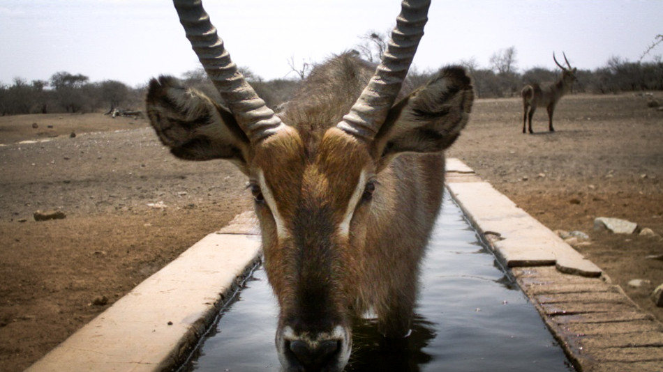 隐藏相机拍数百张动物自拍照:猴子即兴发挥 -科