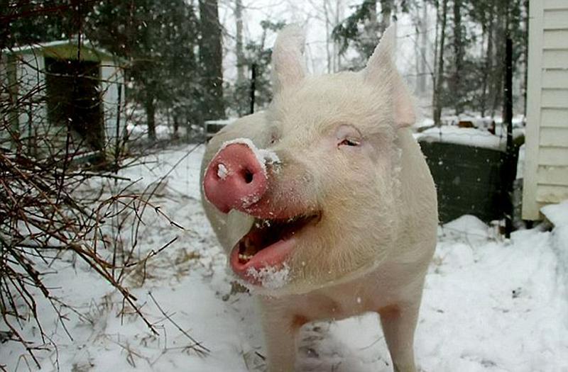 组图:夫妻买迷你猪<em>当宠</em> 谁料体型疯长如北极熊