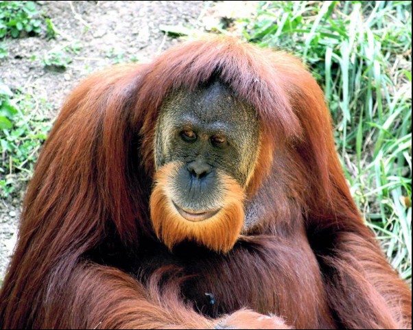 印尼21只红毛猩猩重返丛林 曾有猩猩被逼卖淫(组图)