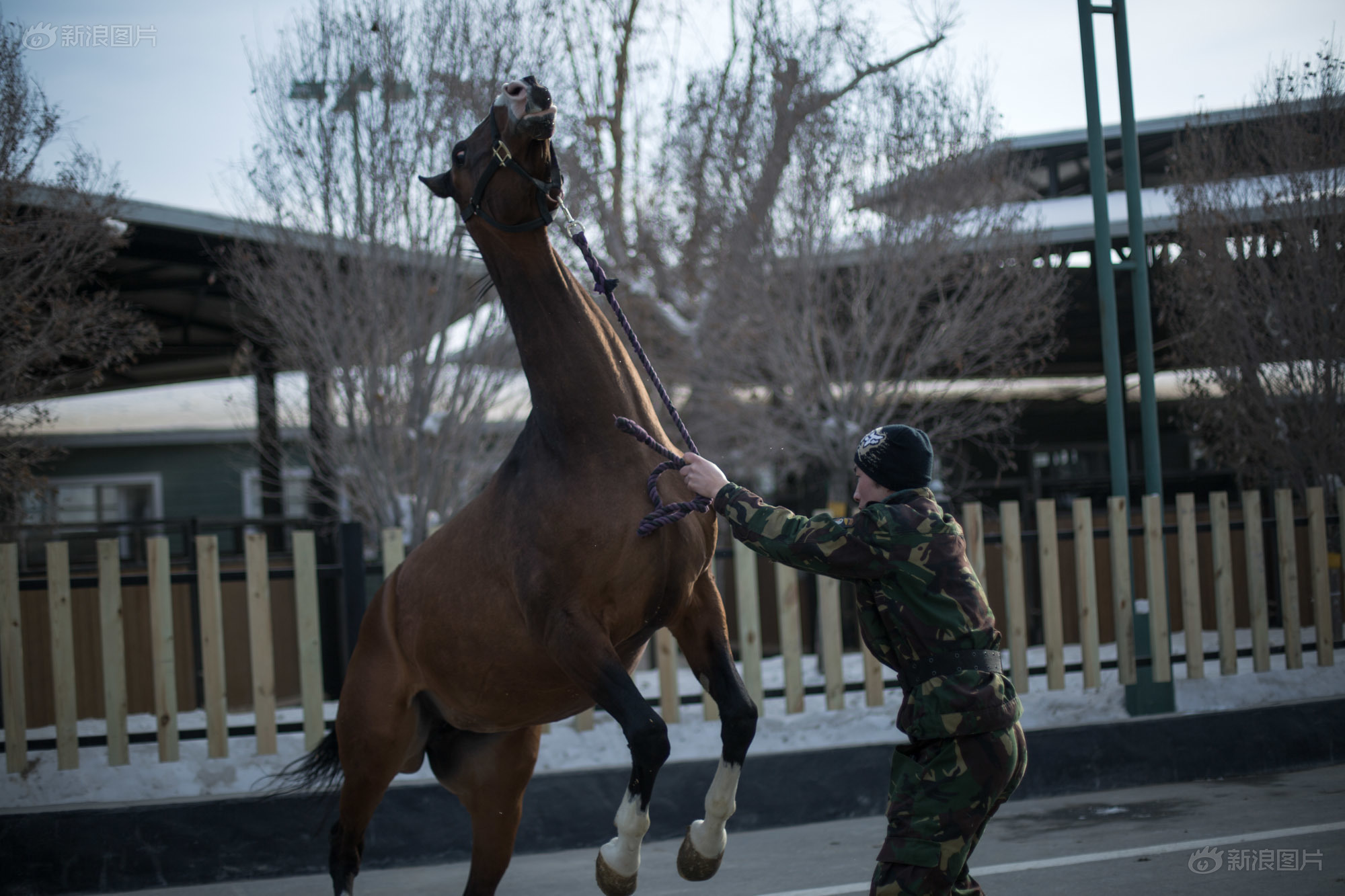 组图:中国汗血宝马传说